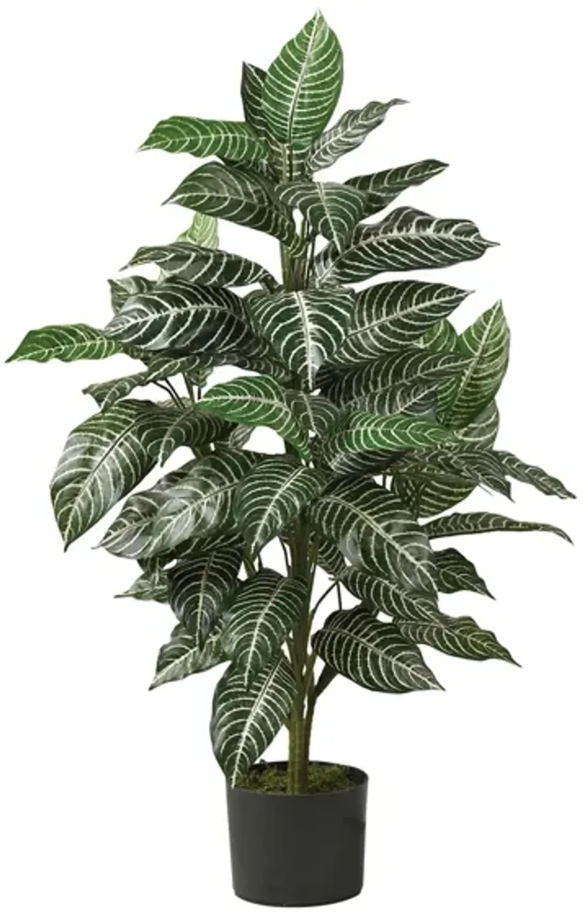 Zebra Silk Plant