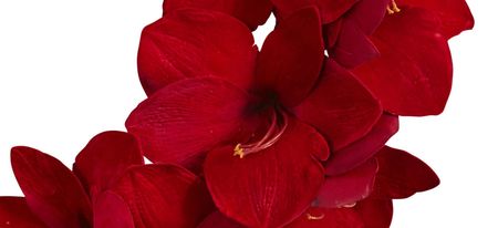 22” Amaryllis Wreath in Red by Bellanest