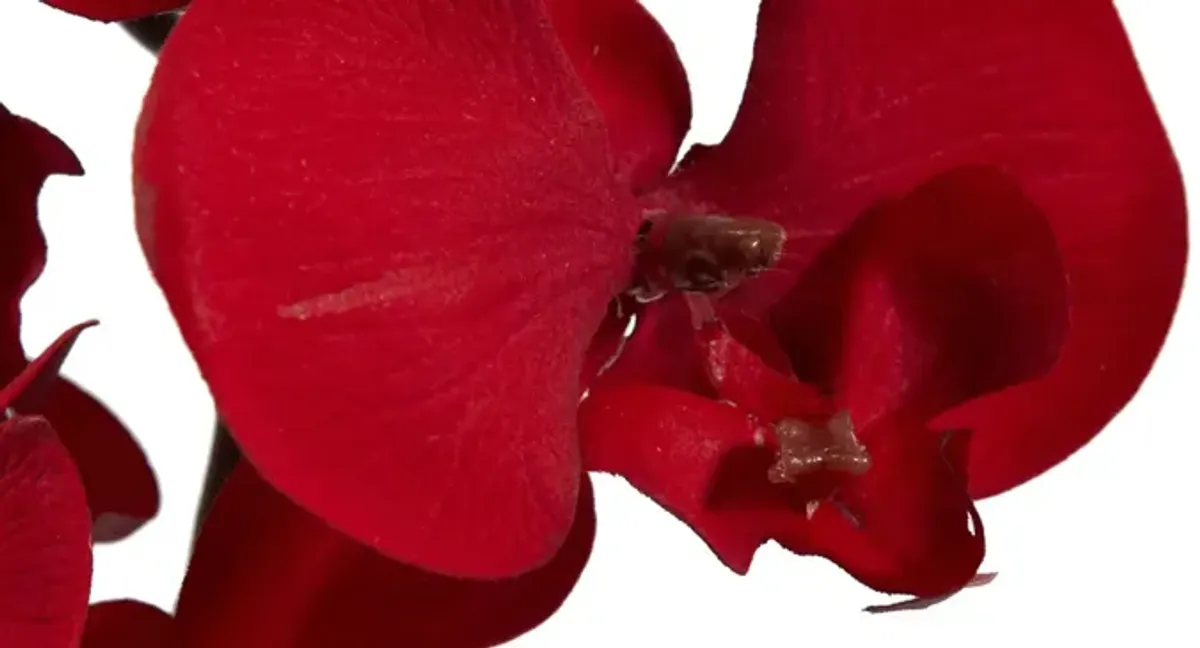 36" Christmas Phalaenopsis Orchid Artificial Flower: Set of 4