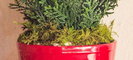 27" Mini Cedar Artificial Pine Tree in Decorative Planter (Indoor/Outdoor) in Red by Bellanest