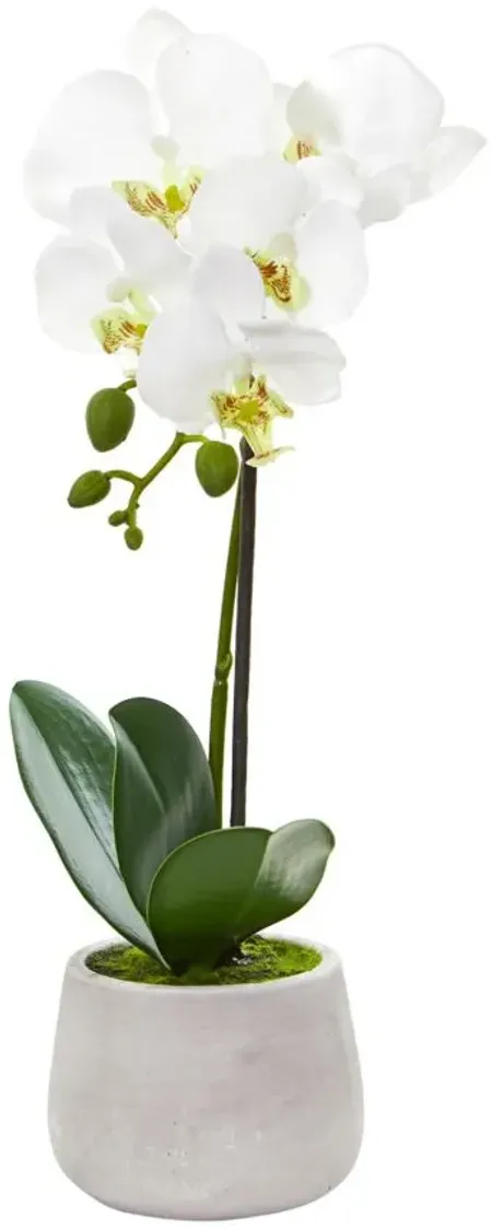 Phalaenopsis Orchid Artificial Arrangement (Set of 2) in White by Bellanest