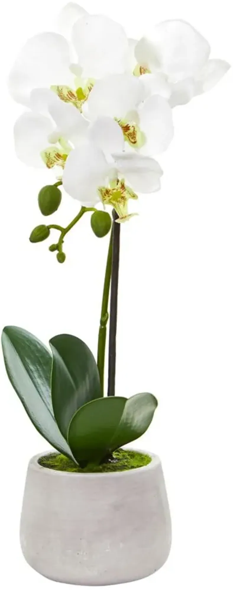 Phalaenopsis Orchid Artificial Arrangement (Set of 2) in White by Bellanest