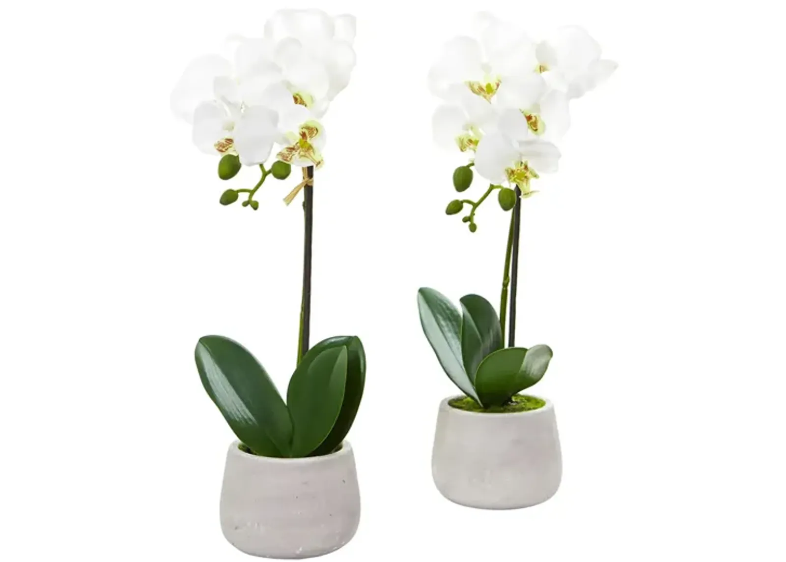 Phalaenopsis Orchid Artificial Arrangement (Set of 2) in White by Bellanest