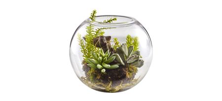 Mix Succulent Garden with Glass Vase in Green by Bellanest