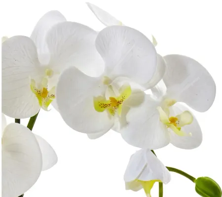 Phalaenopsis Orchid in Ceramic Pot in White by Bellanest
