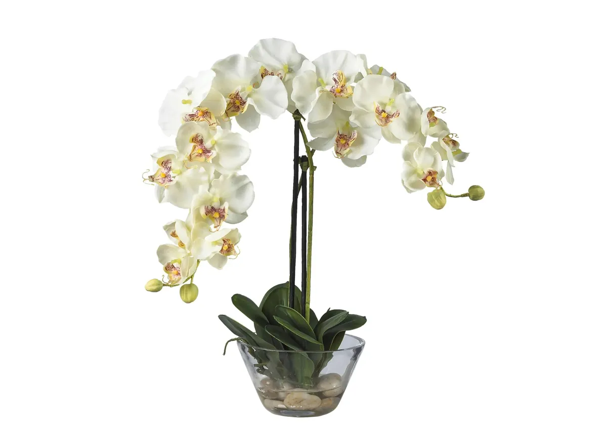 Phalaenopsis with Glass Vase Silk Flower Arrangement in White by Bellanest