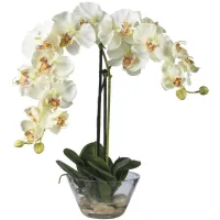 Phalaenopsis with Glass Vase Silk Flower Arrangement in White by Bellanest