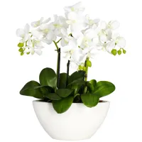 Phalaenopsis Silk Flower Arrangement in White by Bellanest