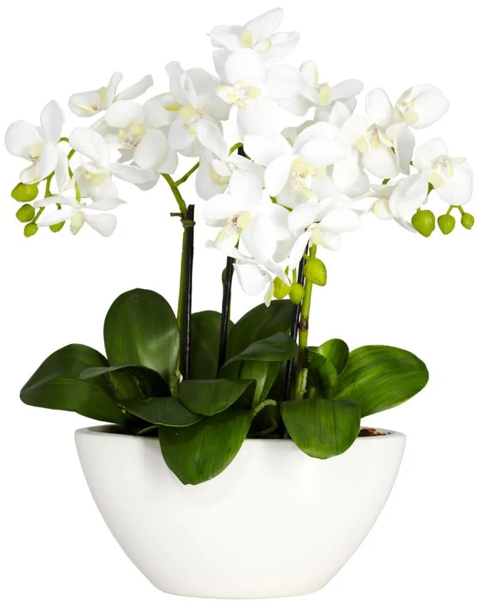 Phalaenopsis Silk Flower Arrangement in White by Bellanest