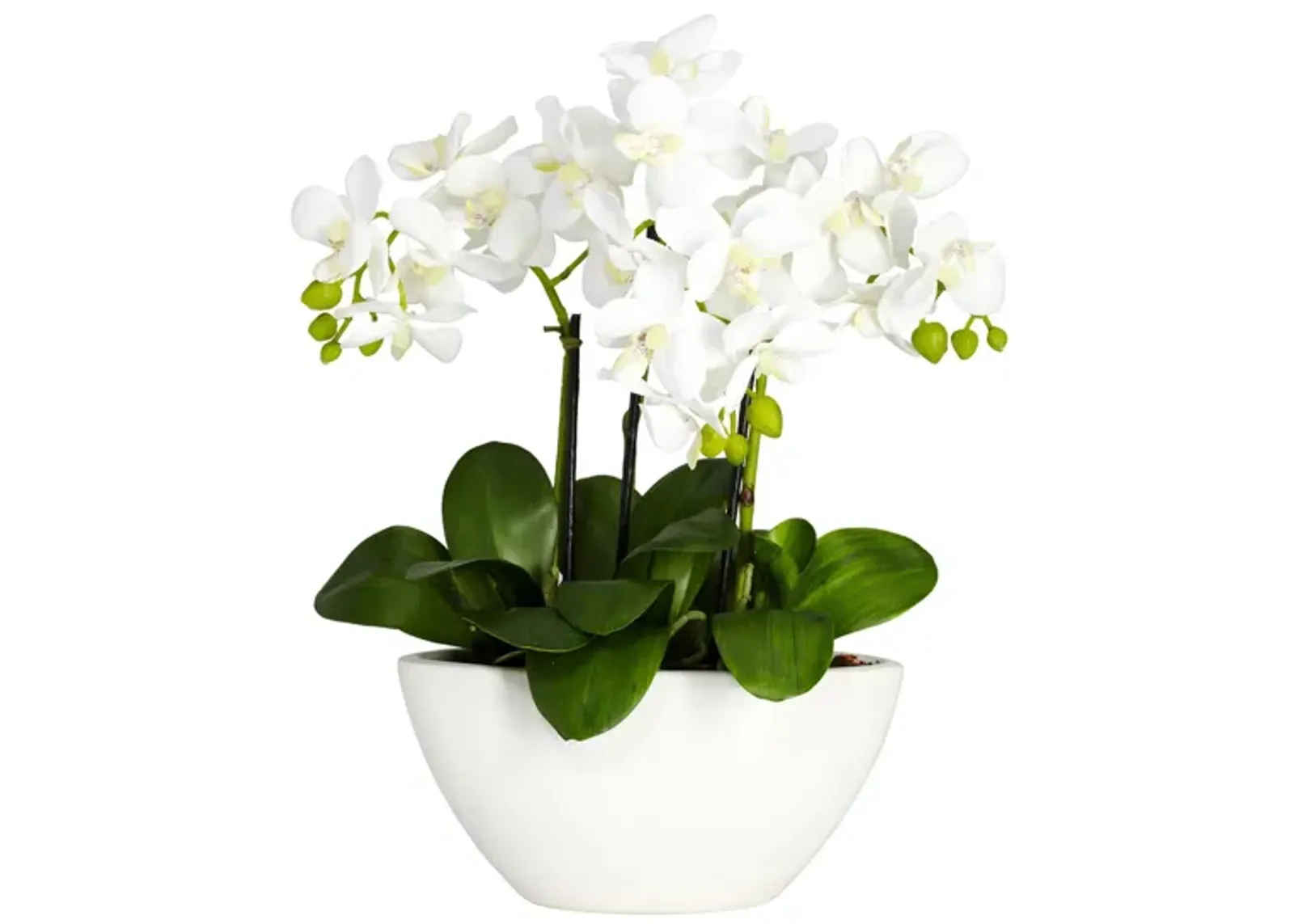 Phalaenopsis Silk Flower Arrangement in White by Bellanest