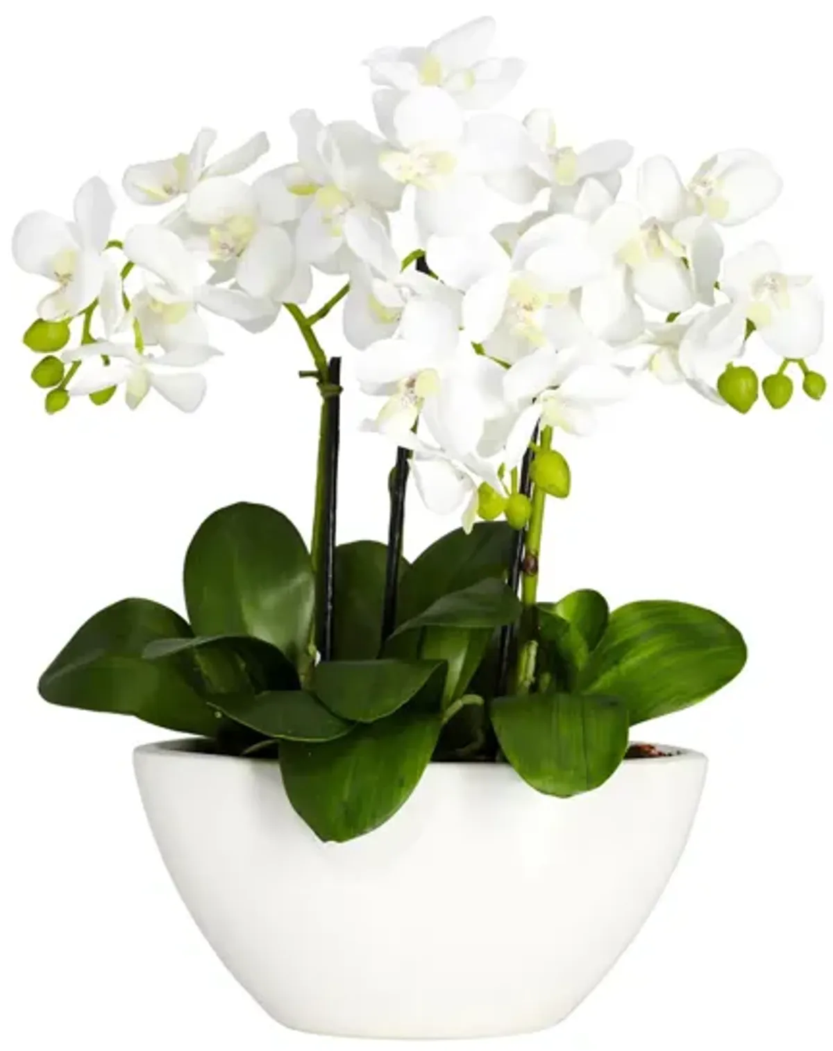 Phalaenopsis Silk Flower Arrangement in White by Bellanest