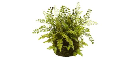 Mixed Fern with Twig and Moss Basket in Green by Bellanest