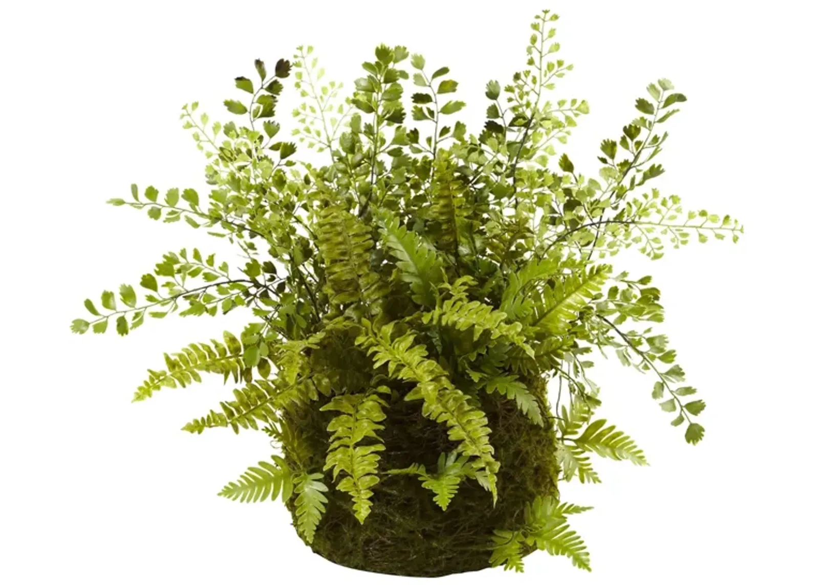 Mixed Fern with Twig and Moss Basket in Green by Bellanest