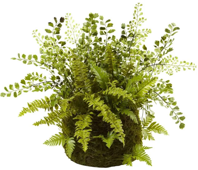 Mixed Fern with Twig and Moss Basket in Green by Bellanest