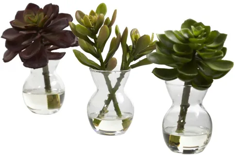 Succulent Arrangements (Set of 3) in Green by Bellanest