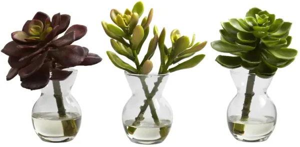 Succulent Arrangements (Set of 3)