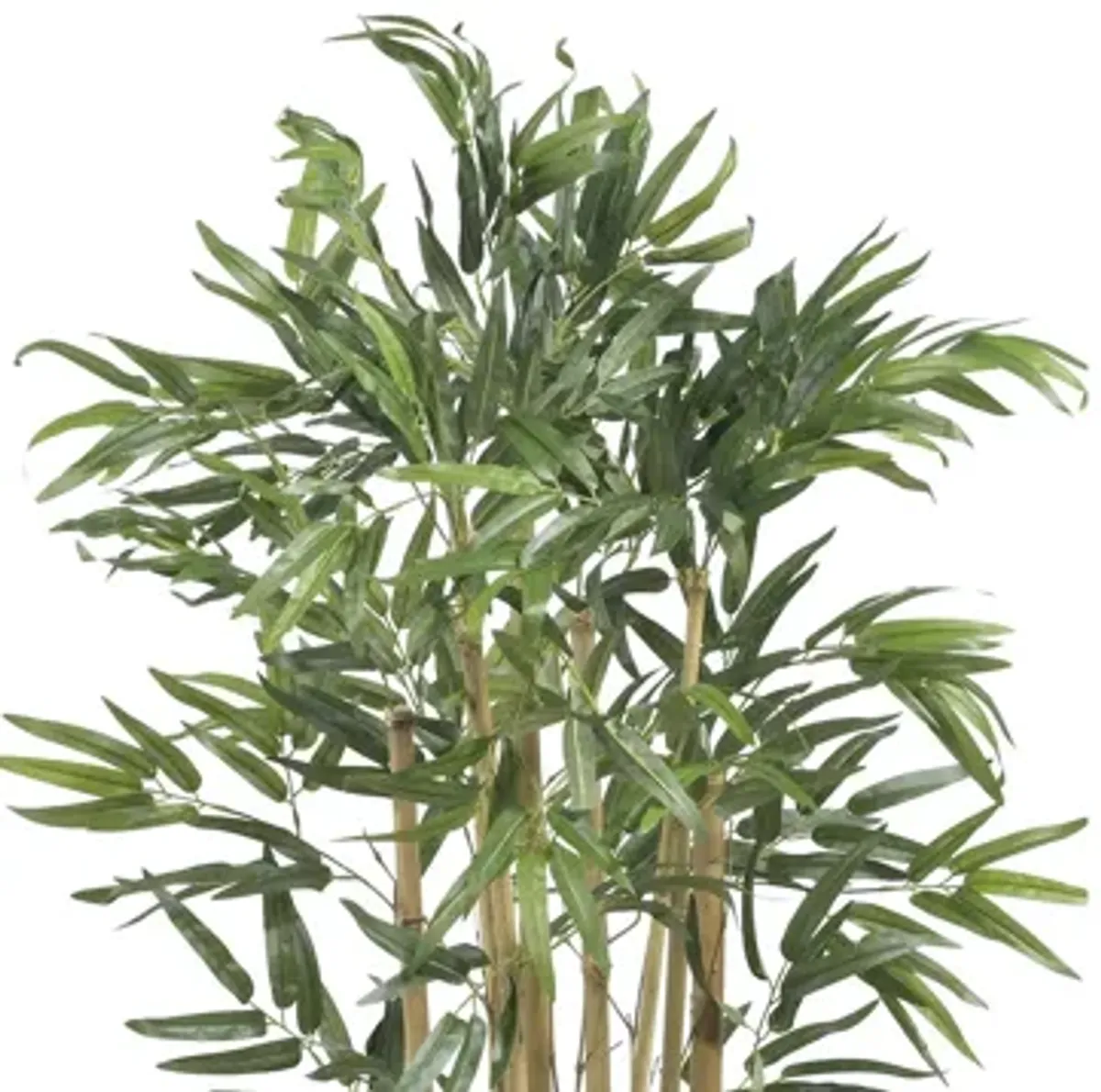 3ft. Multi Bambusa Bamboo Silk Tree