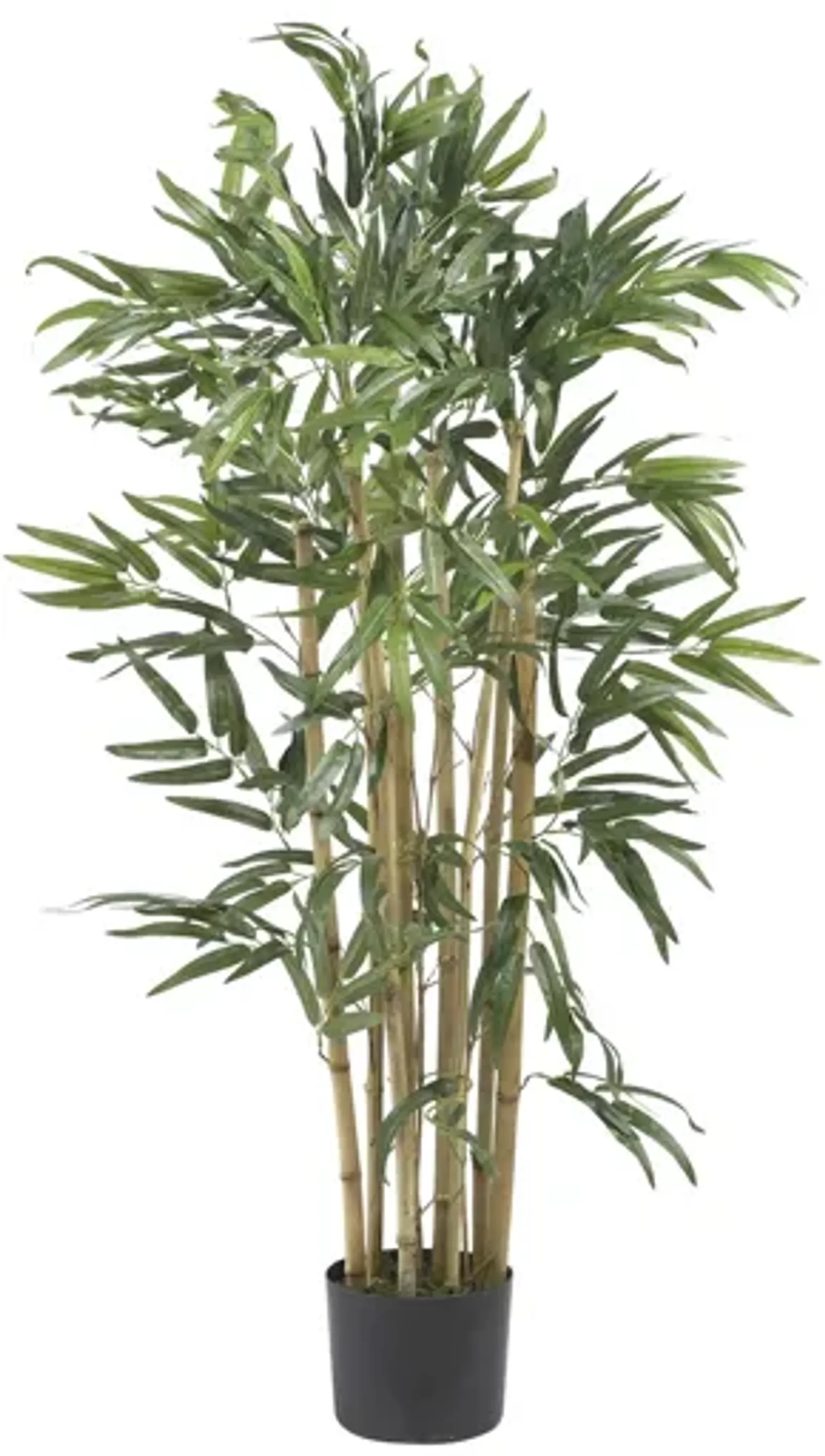 3ft. Multi Bambusa Bamboo Silk Tree