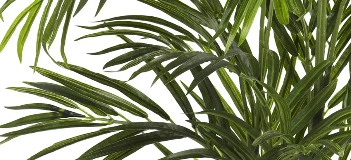 2.5ft. Areca Palm (Indoor/Outdoor)