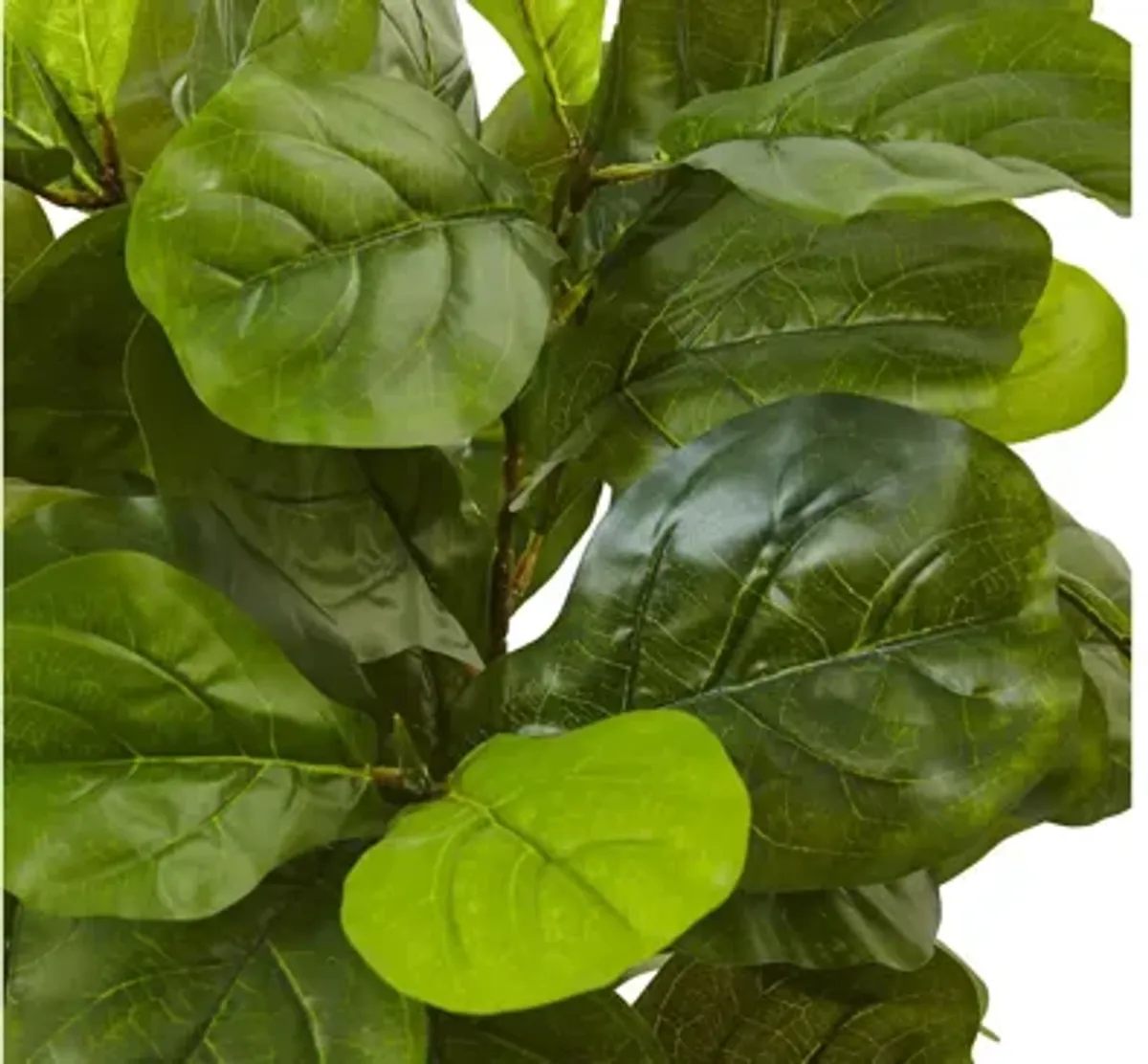 4.5ft. Fiddle Leaf Fig in White Planter