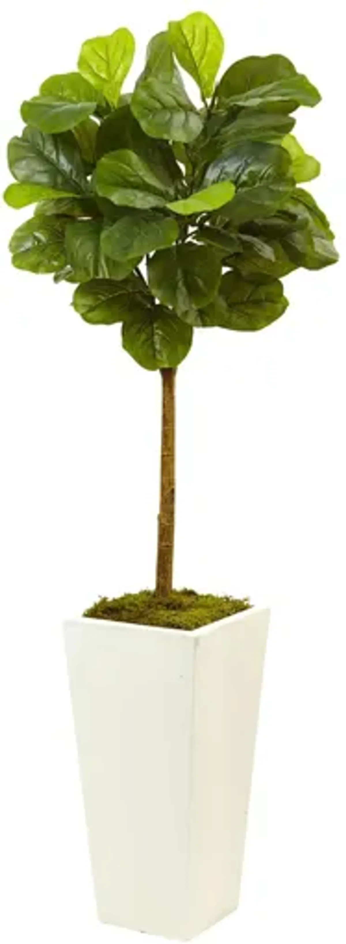 4.5ft. Fiddle Leaf Fig in White Planter in Green by Bellanest