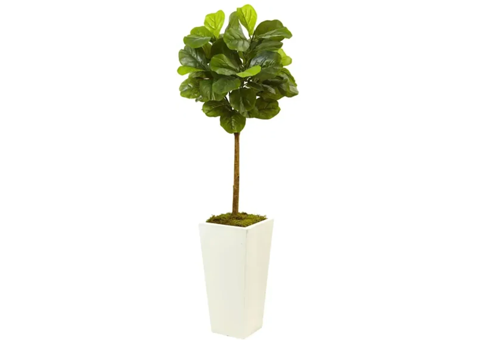 4.5ft. Fiddle Leaf Fig in White Planter in Green by Bellanest