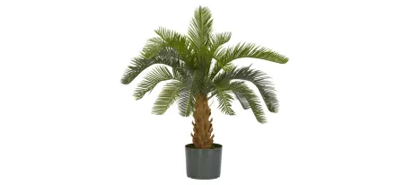Plastic Cycas Tree in Green by Bellanest
