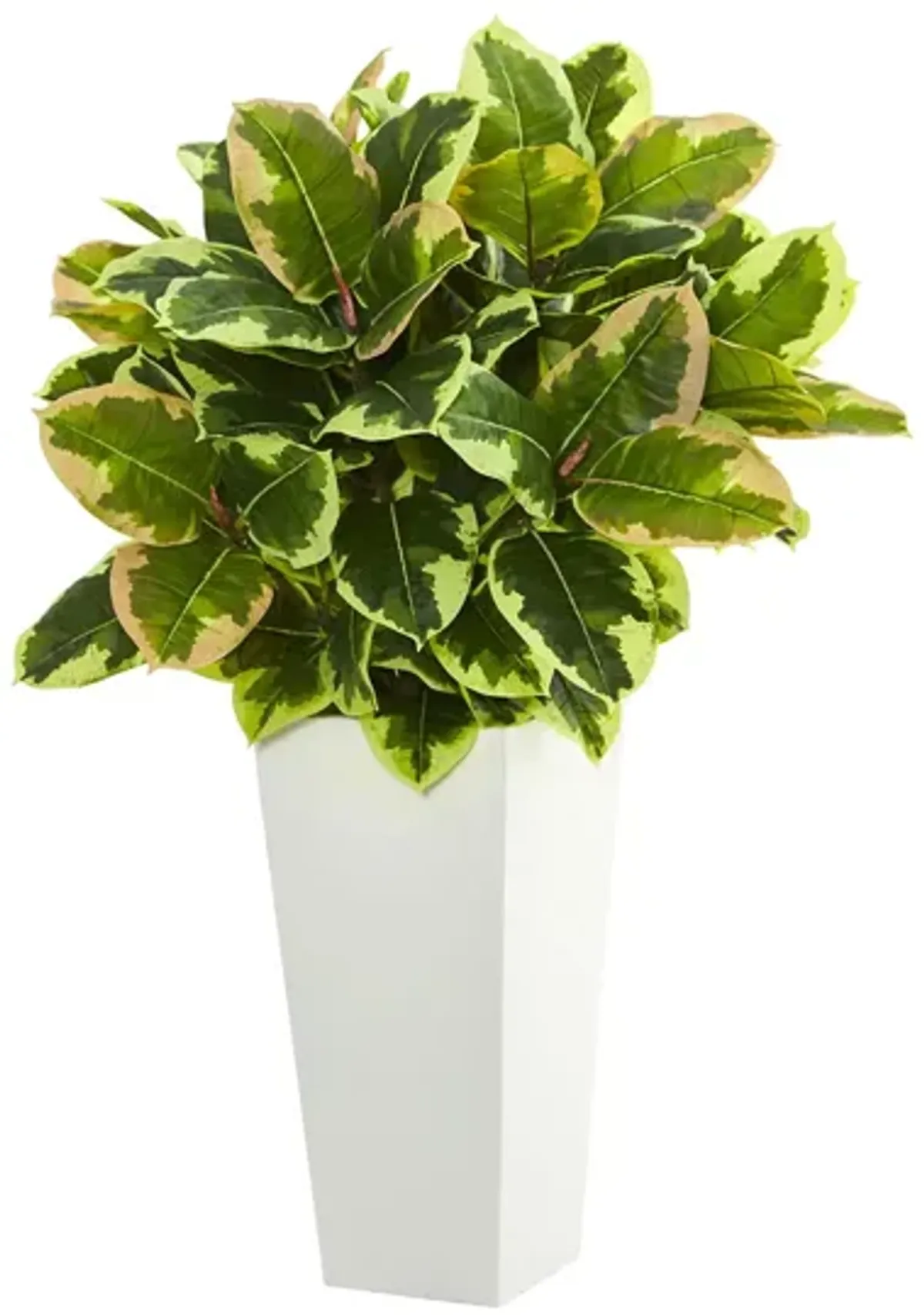 Variegated Rubber Artificial Plant in White Planter