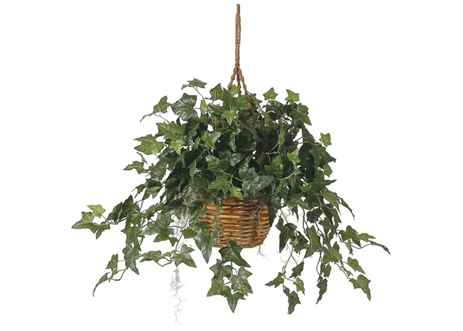 English Ivy Hanging Basket in Green by Bellanest