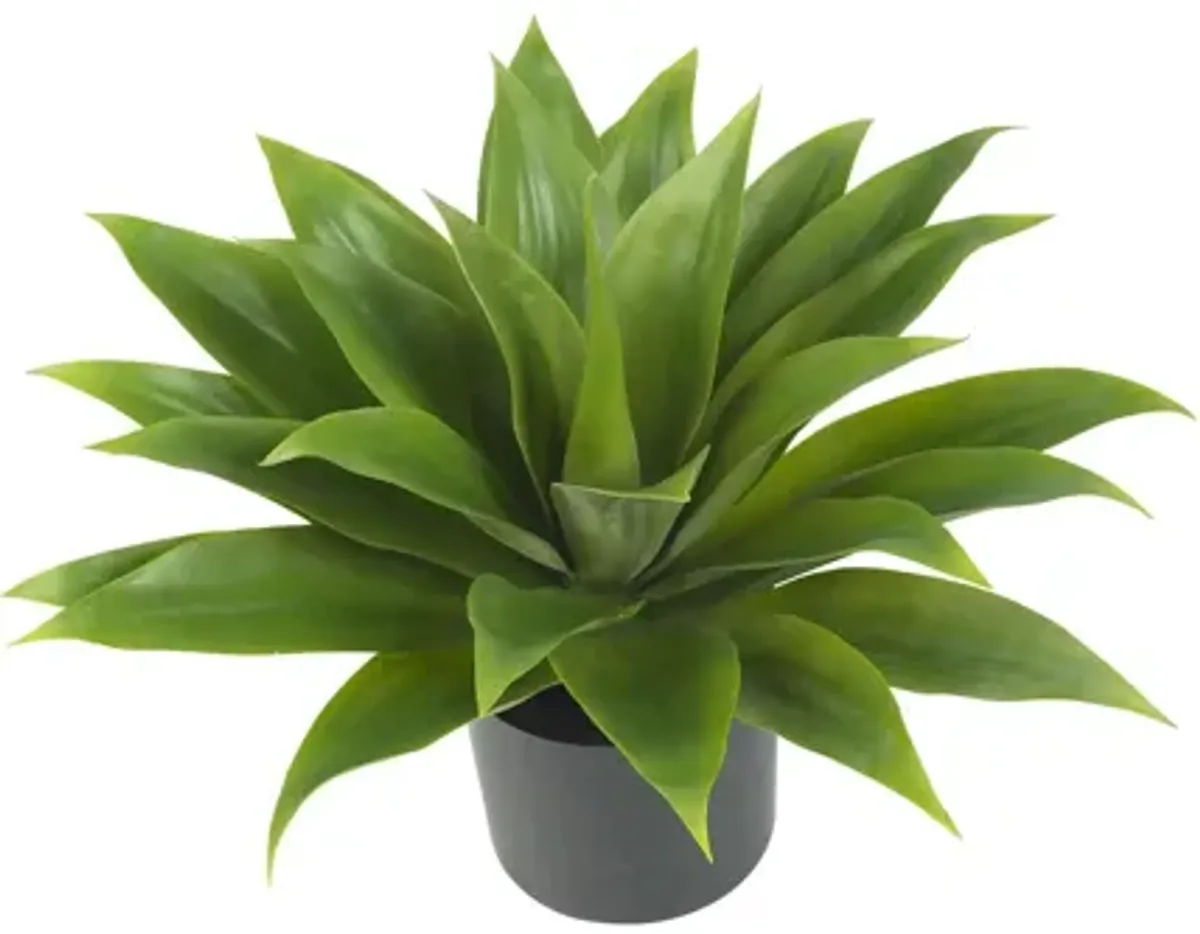 Agave Silk Plant
