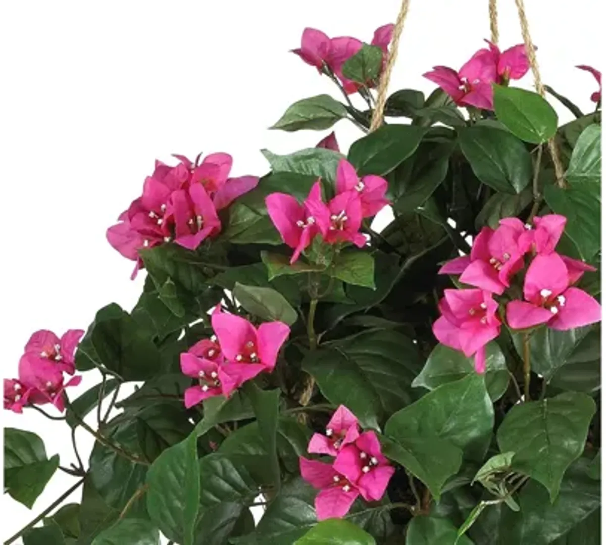 Bougainvillea Hanging Basket Silk Plant