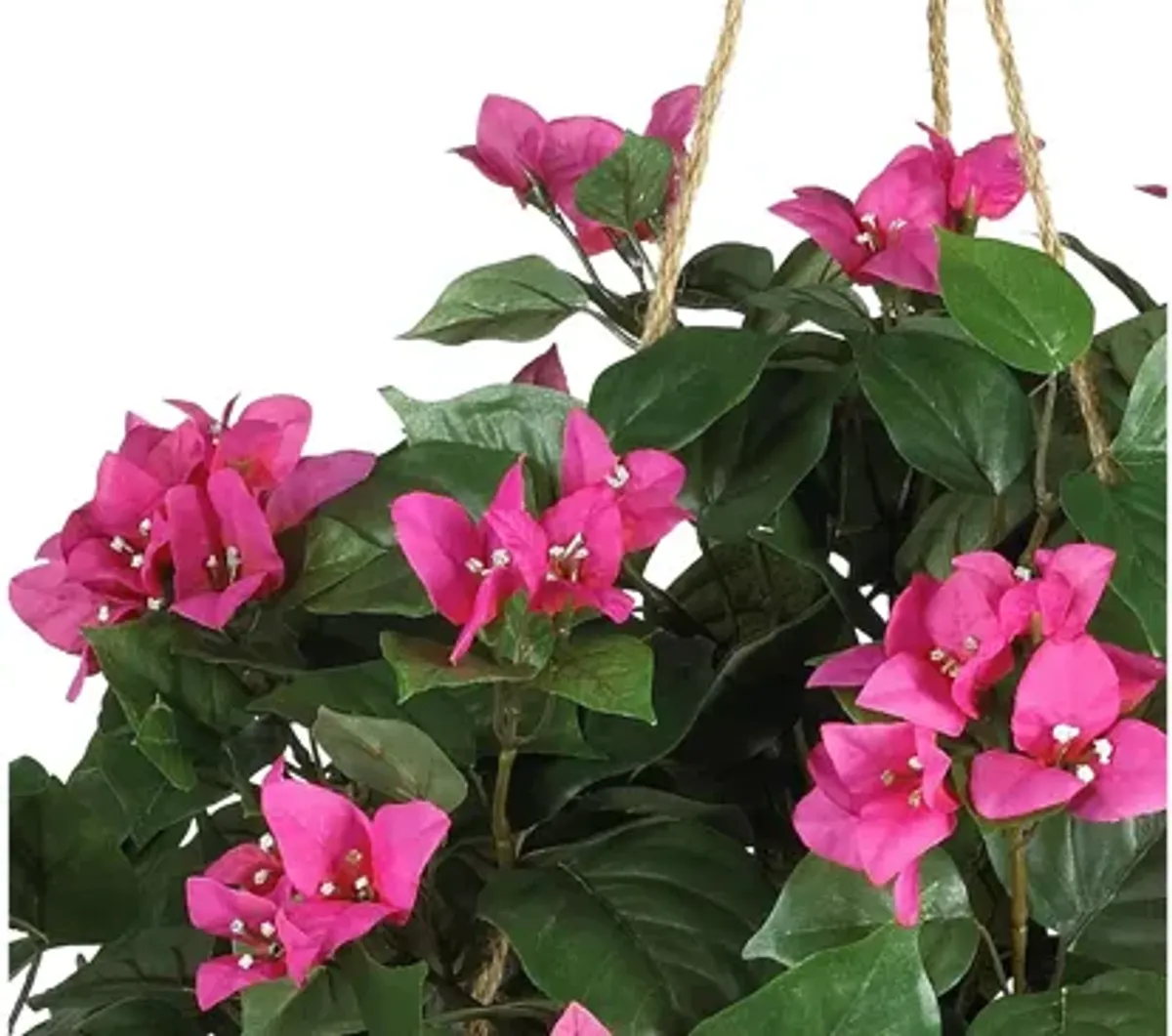 Bougainvillea Hanging Basket Silk Plant