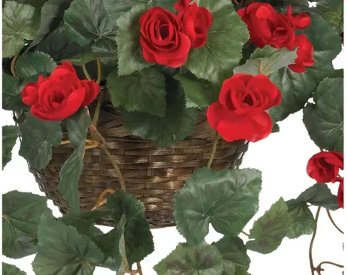 Begonia Hanging Basket