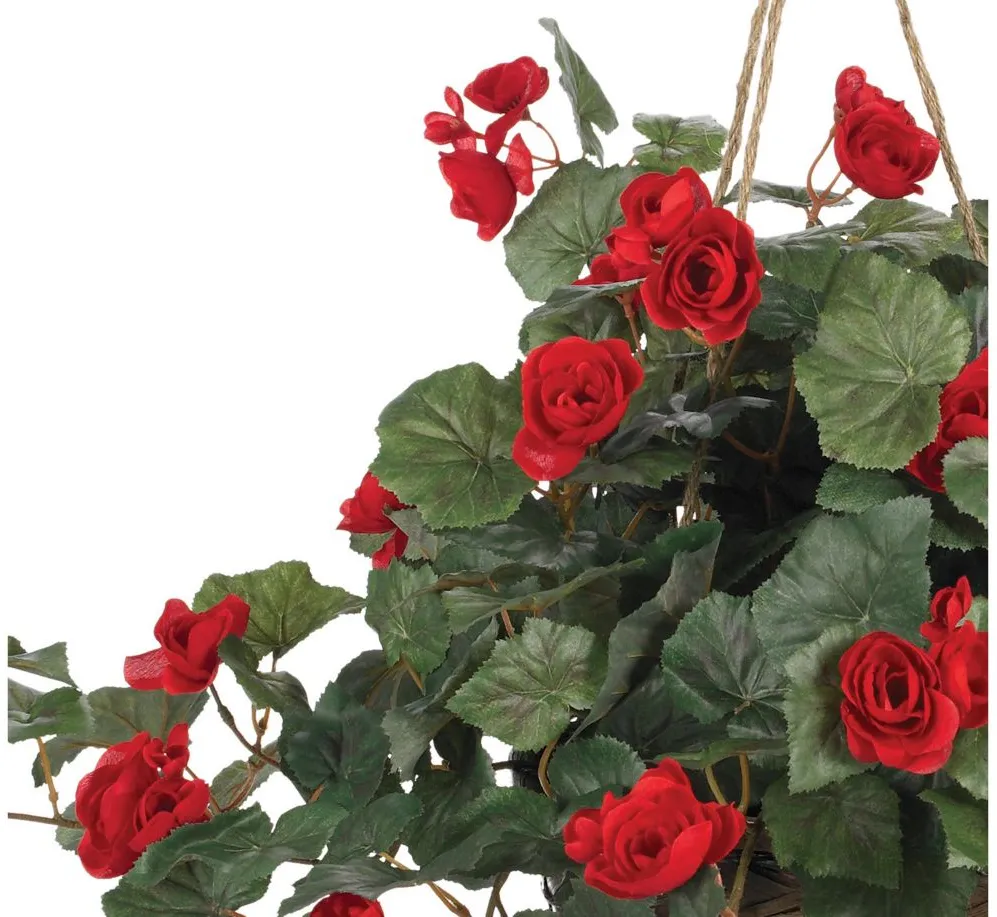 Begonia Hanging Basket in Red by Bellanest