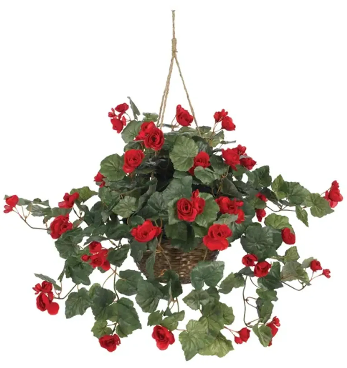 Begonia Hanging Basket