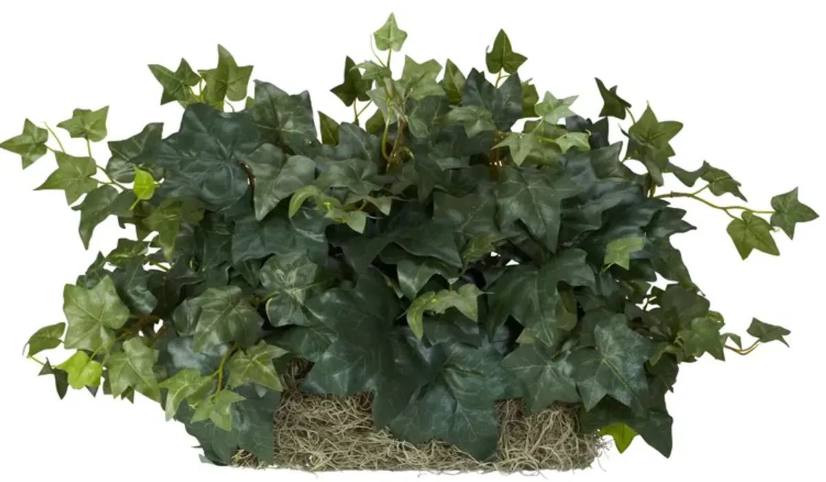 Ivy Ledge Plant (Set on Foam) Silk Plant