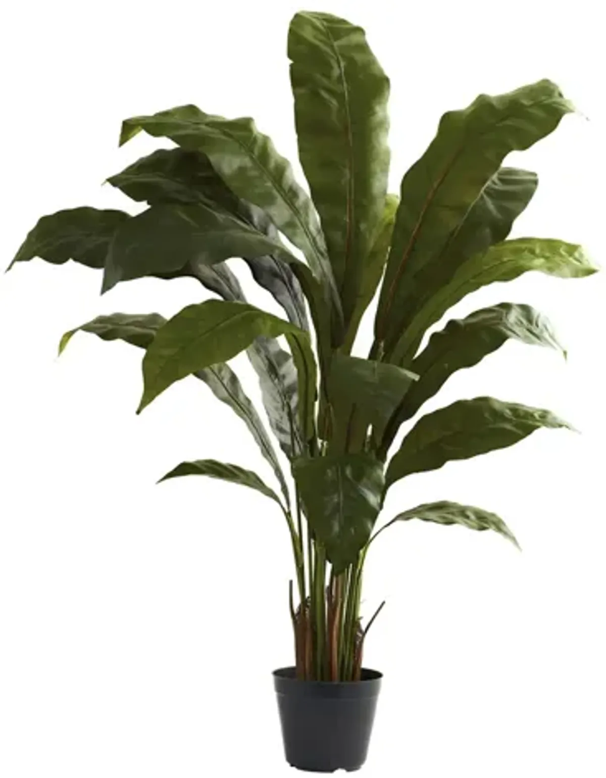 3.5ft. Birds Nest Plant