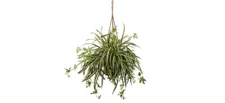 Spider Plant Hanging Basket in Green by Bellanest