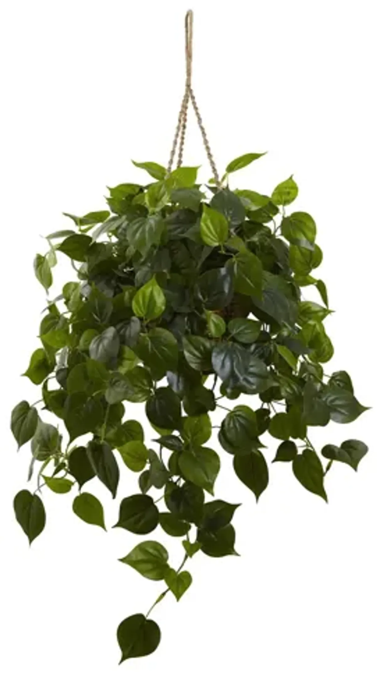 Philodendron Hanging Basket (Indoor/Outdoor) in Green by Bellanest