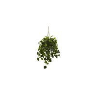 Philodendron Hanging Basket (Indoor/Outdoor) in Green by Bellanest