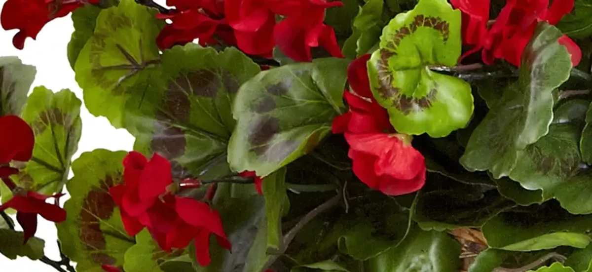 Geranium Hanging Basket (Indoor/Outdoor)