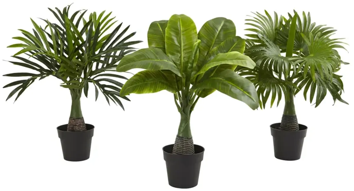 Areca, Fountain & Banana Palm (Set of 3) in Green by Bellanest