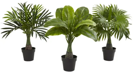 Areca, Fountain & Banana Palm (Set of 3) in Green by Bellanest