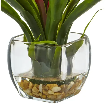 Bromeliad with Glass Vase Arrangement in Red by Bellanest