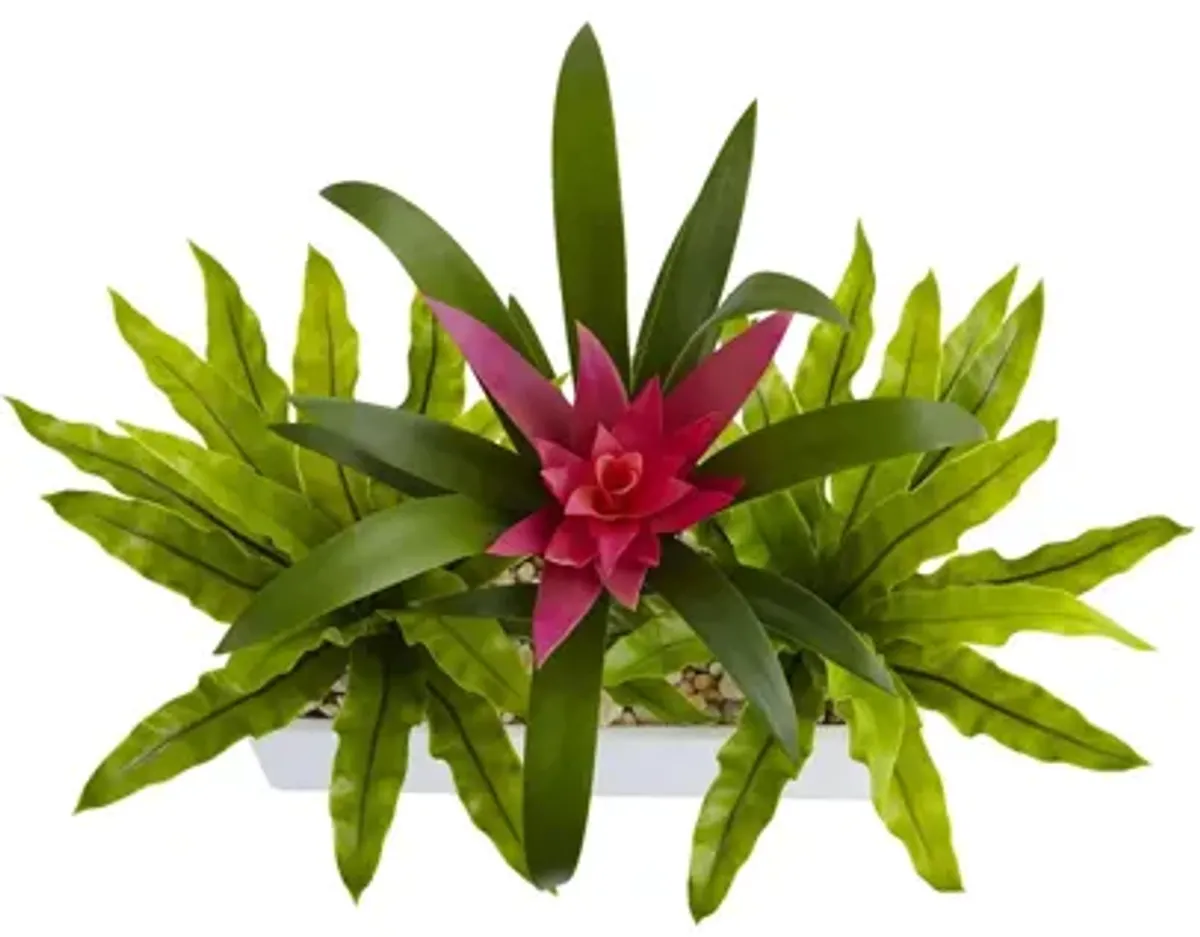 Bromeliad and Birds nest in Rectangular Planter