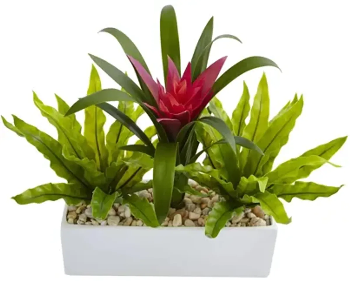 Bromeliad and Birds nest in Rectangular Planter