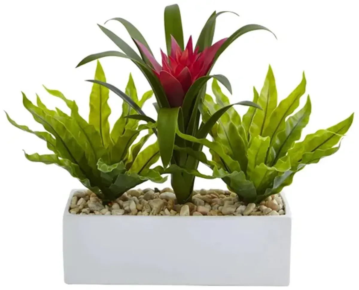 Bromeliad and Birds nest in Rectangular Planter