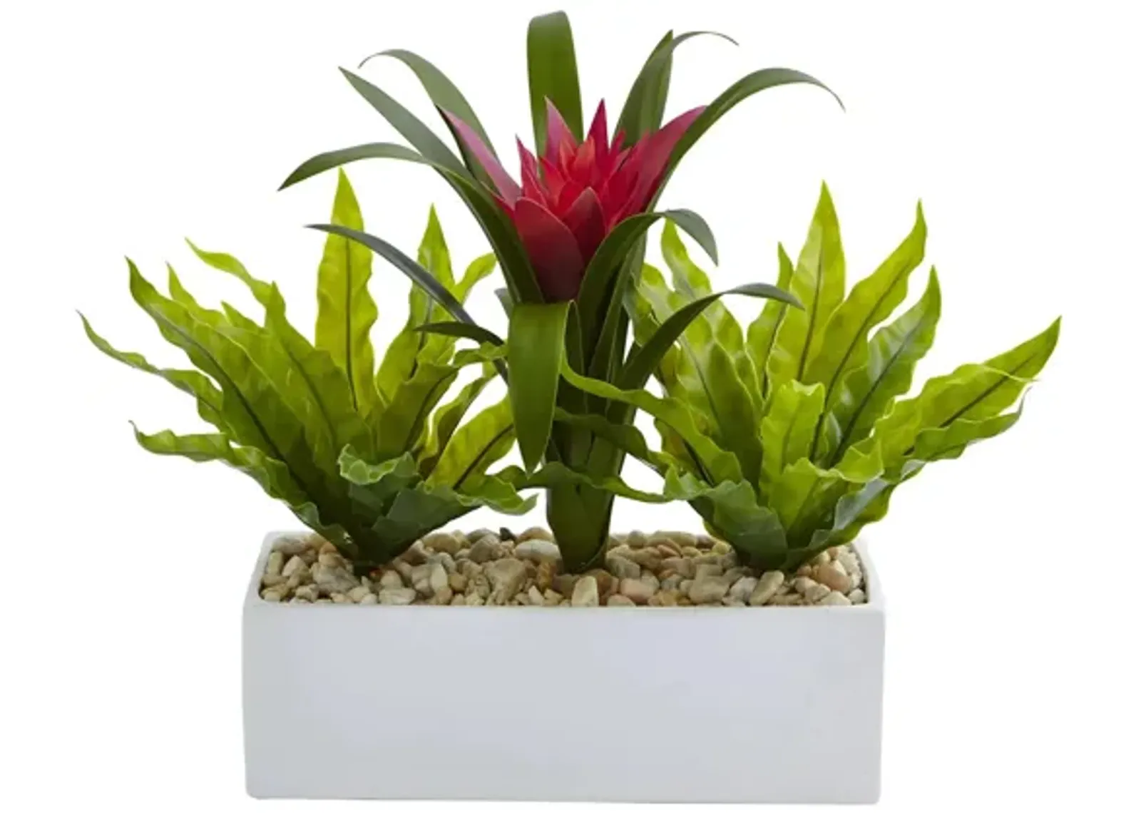 Bromeliad and Birds nest in Rectangular Planter in Green by Bellanest