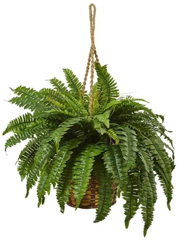 Boston Fern Hanging Basket