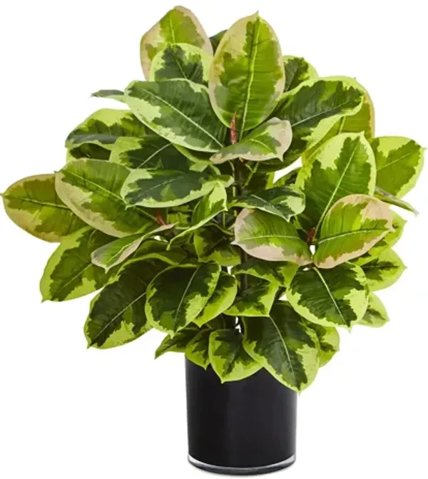 Artificial Rubber Plant in Cylinder